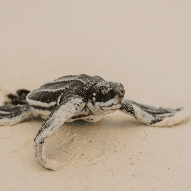 A leatherback sea turtle hatchling crawls on the sand.