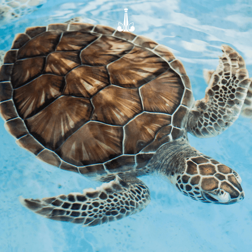 Sea turtle with a stunning shell gliding through clear blue water near Marquis Los Cabos Resort