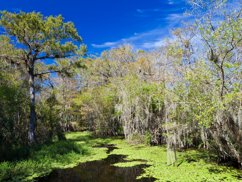 Visit the Big Cypress National Preserve Park near the Cove Inn Hotel in Naples Bay, Florida.