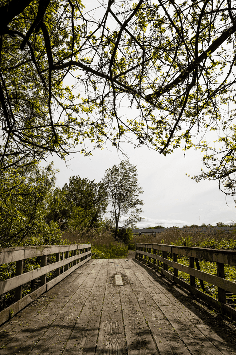 Wooden bridge surrounded by lush green trees and foliage leading to an open field near The Rhyland Hotel