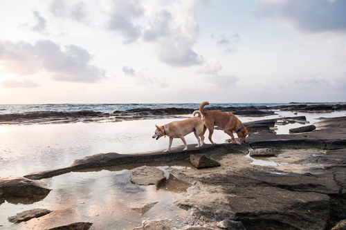 two dogs play on rocky sholes