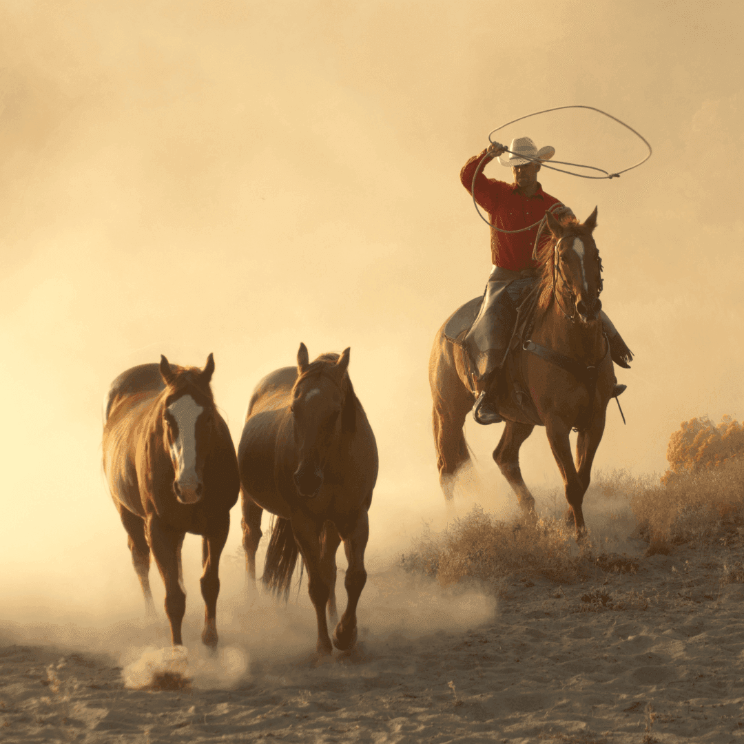 Cowboy catching horses with a rope outdoors near Golf Hotel Punta Ala