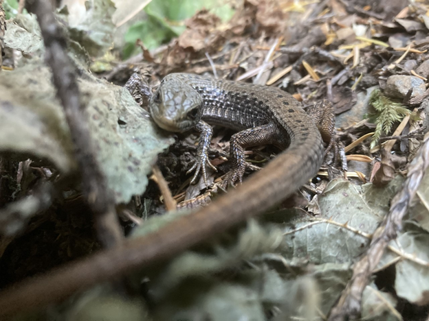 Northern Alligator Lizard Alderbrook Resort And Spa