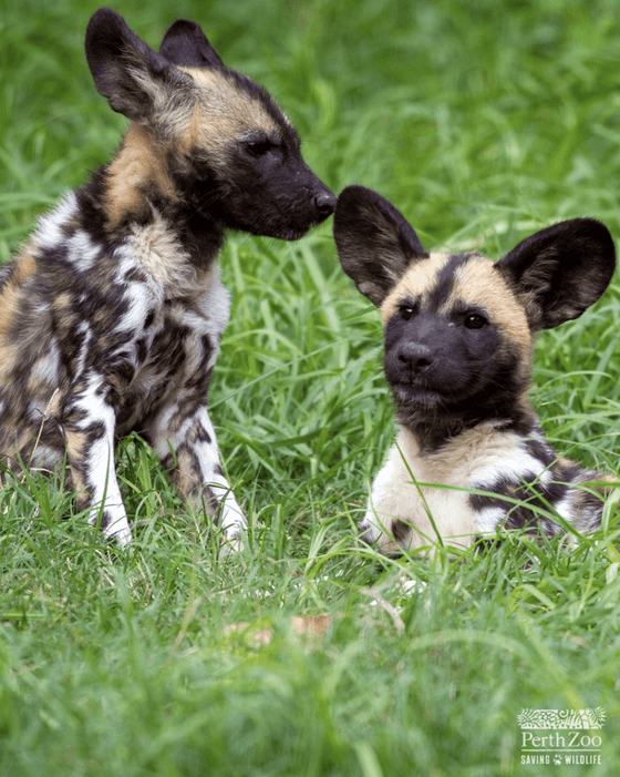 African wild dogs on the greeny garden at Nesuto Mounts Bay