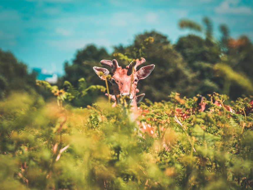 Closeup of a brown deer wandering around near Richmond Hill