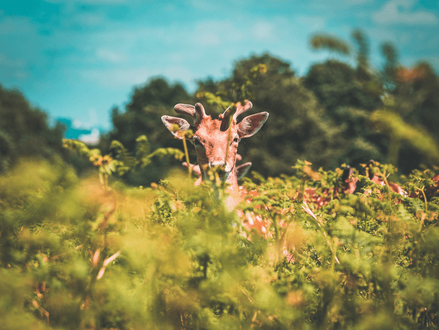 Closeup of a brown deer wandering around near Richmond Hill