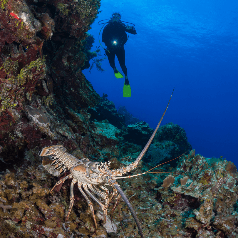 Spiny lobster on reef with a diver in the background.