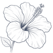 A detailed black and white sketch of a hibiscus flower at Warwick Le Lagon Vanuatu Port Vila