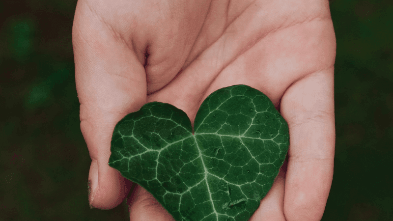 Hand gently holding a heart-shaped green leaf symbolizing environmental commitment and sustainable practices.