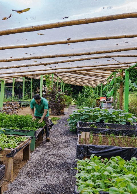 Farmer planting in Organic Farm at Playa Cativo Lodge