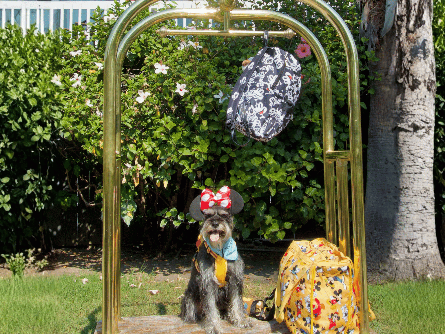 Dog in Disney outfit by luggage cart and bags at The Anaheim Hotel in Anaheim.