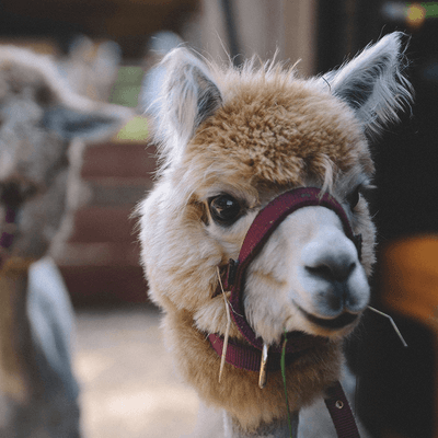 Close-up of a llama near Falkensteiner Hotels