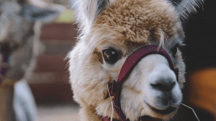 Close-up of a llama near Falkensteiner Hotel Sonnenalpe