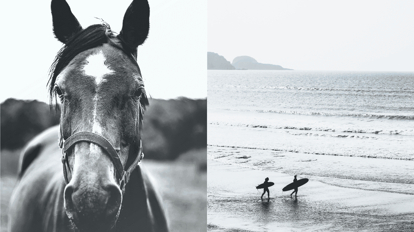 Collage of horse & couple surfing near Buena Vista Del Rincon