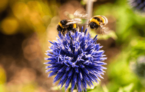 Close-up of a Bumblebee near Richmond Hill Hotel