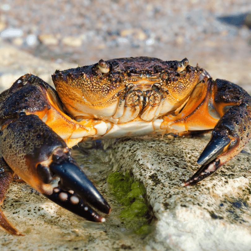 Large stone crab.