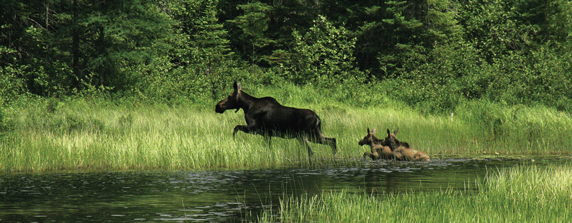 Animals in jungle near Bluefin Bay Family of Resorts