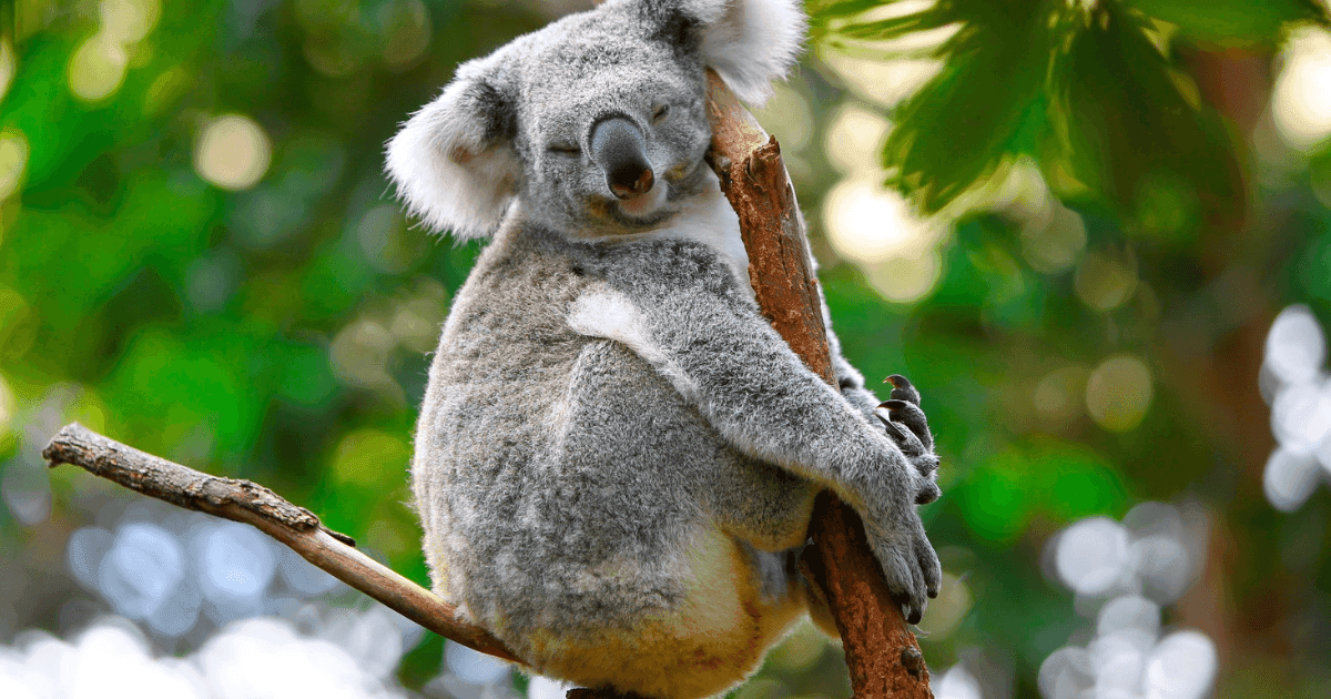 Lone Pine Koala Sanctuary is the perfect place to get up close with Australian wildlife.