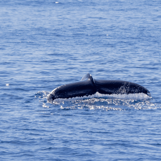 Humpback whale on the sea near Beauport Hotel Gloucester