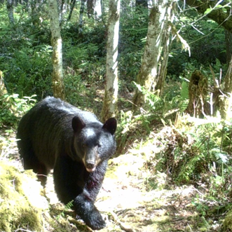 An Olympic Black Bear near Alderbrook Resort