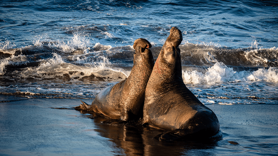 two sea lions