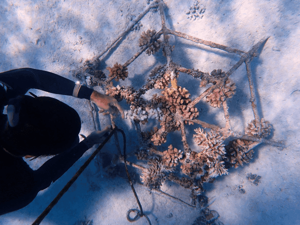 Marine Biologist preparing coral frames at Grand Park Kodhipparu Maldives