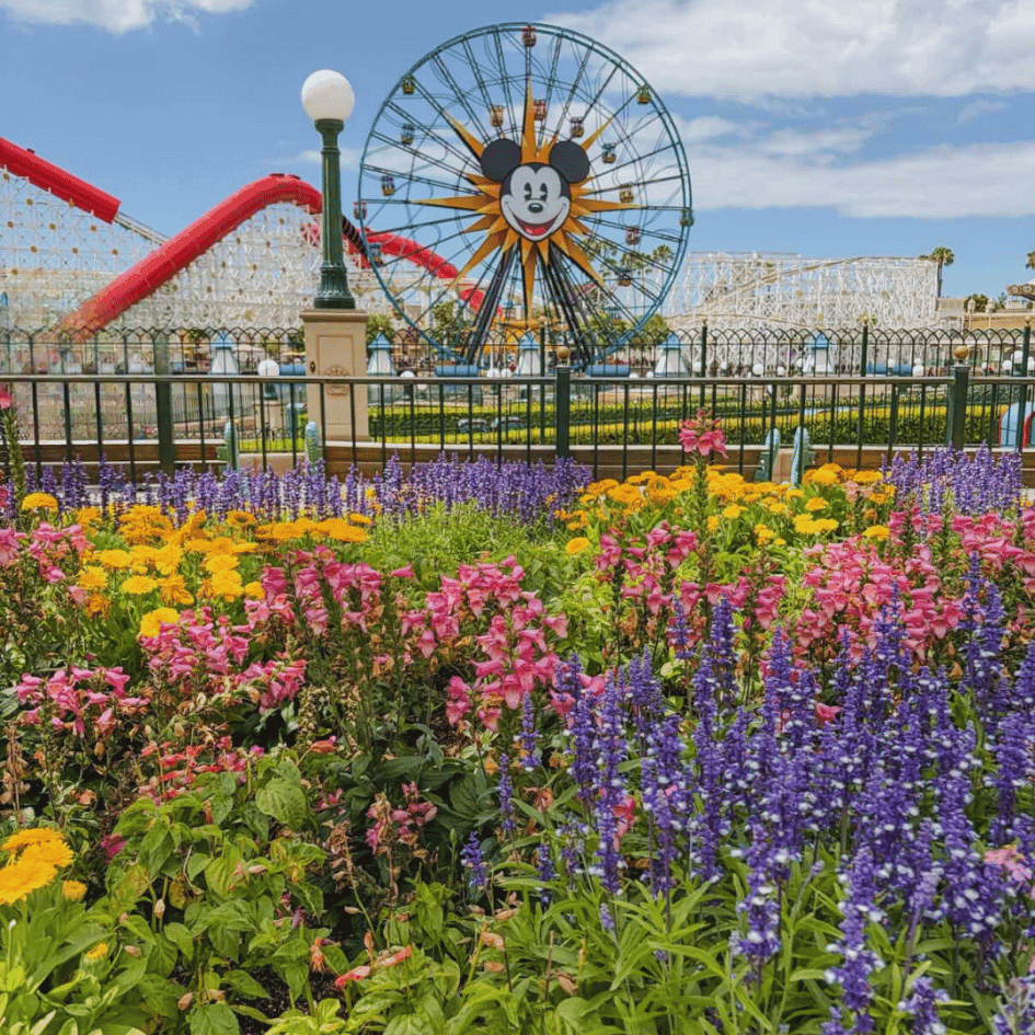 Colorful flower garden with Mickey Mouse Ferris wheel and roller coaster visible at Disneyland Resort theme park.