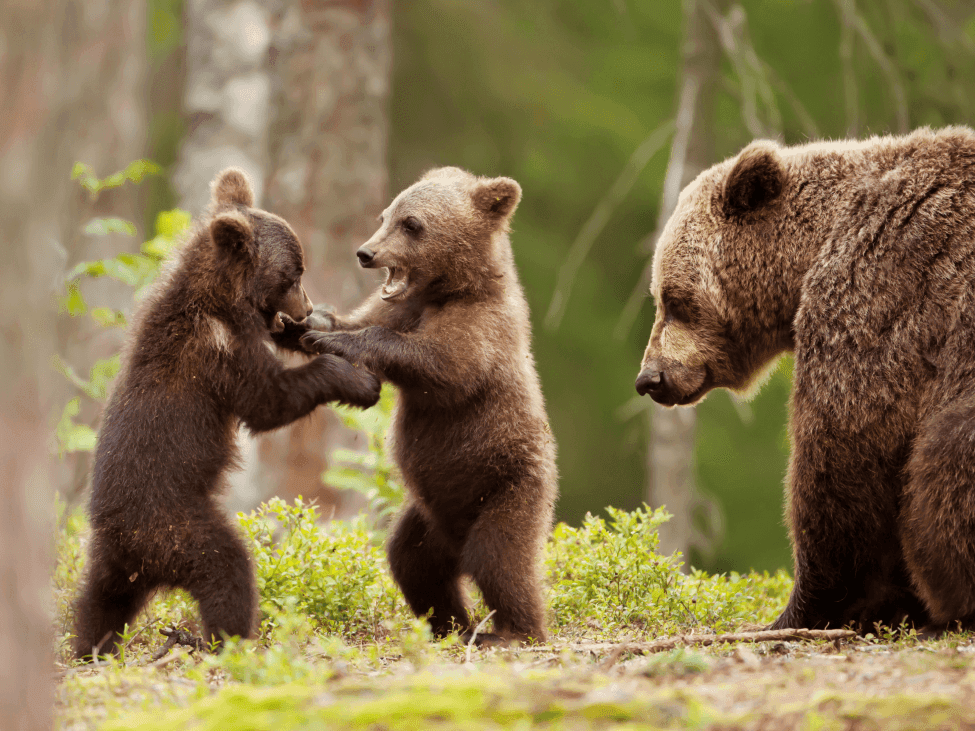 Bear family in Bear Sanctuary near Ana Hotels