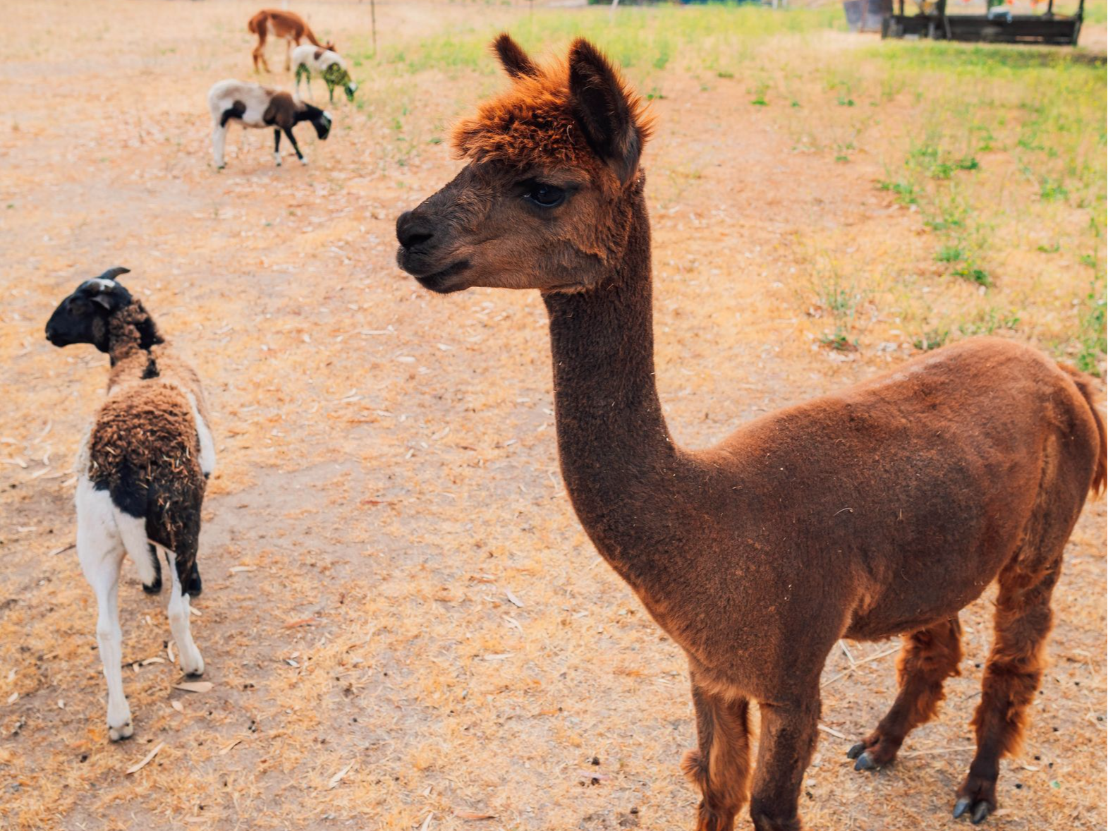 George, the Alpaca, and goats in the background