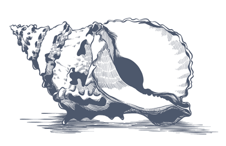 Vector illustration of conch shell used at Warwick Paradise Island Bahamas