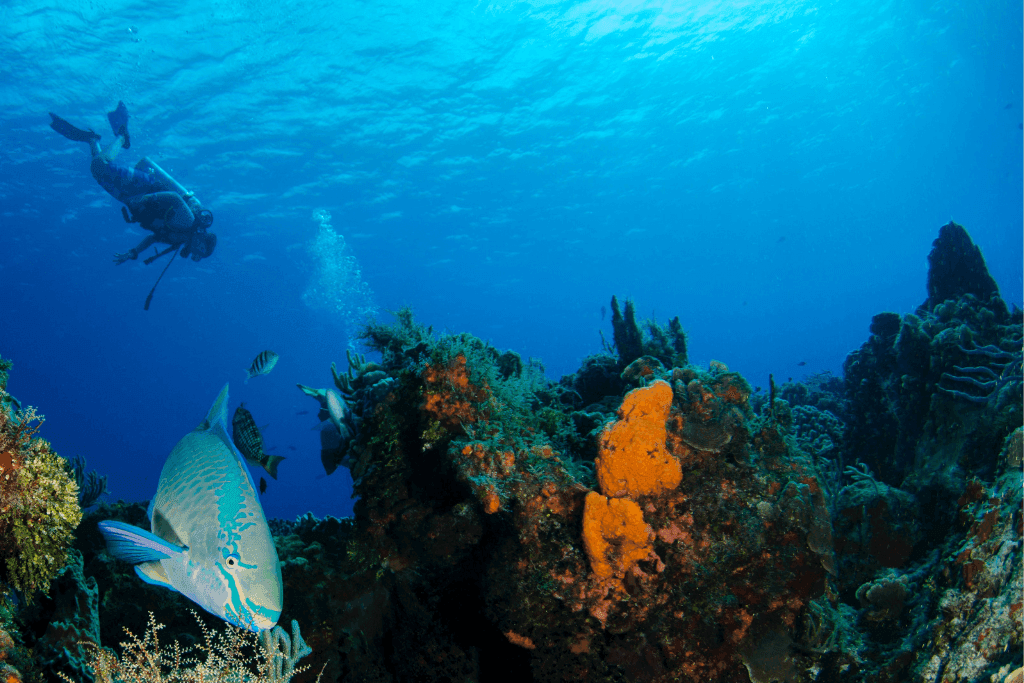 Volcanic reef diving site