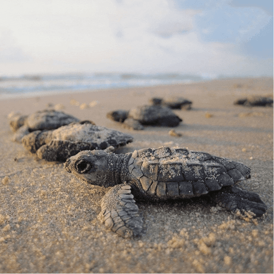 Hatchlings going to the ocean near Viaggio Resort Mazatlan