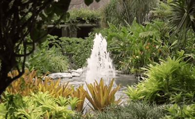 Close-up of an outdoor pond surrounded by greenery at Miami Lakes Hotel