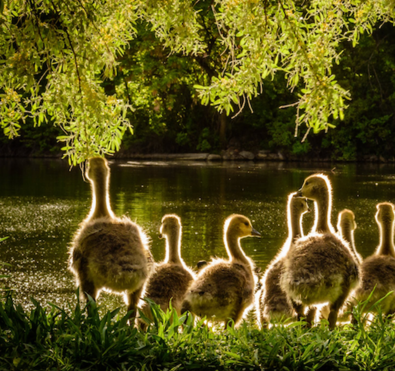 A herd of ducks by a river near Richmond Hill Hotel