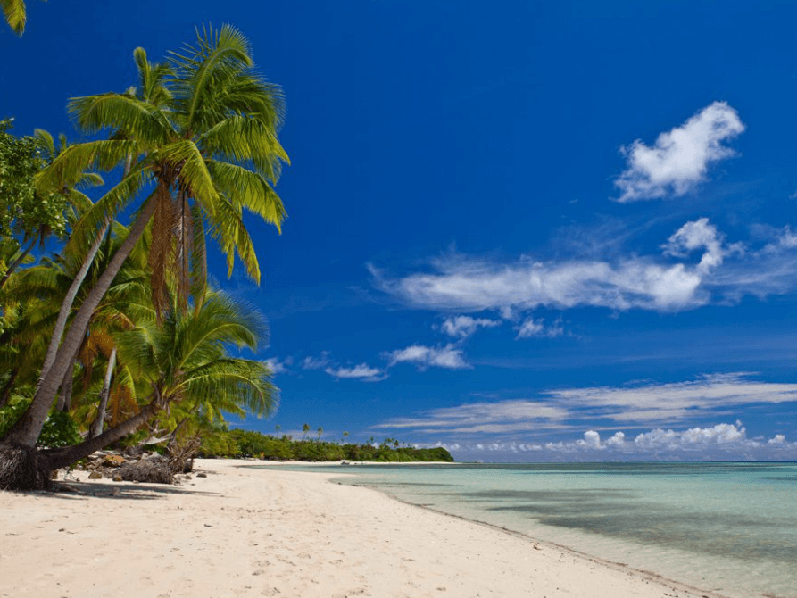 Beach with palm trees, white sand, and clear water near Musket Cove Island Resort & Marina