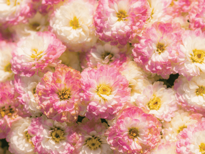 Pink and white flowers symbolizing the theme of Women's Day Brunch.