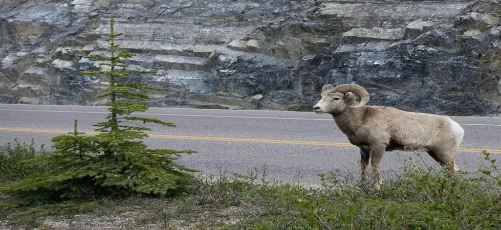 A big horn sheep crosses the highway outside of Canmore.