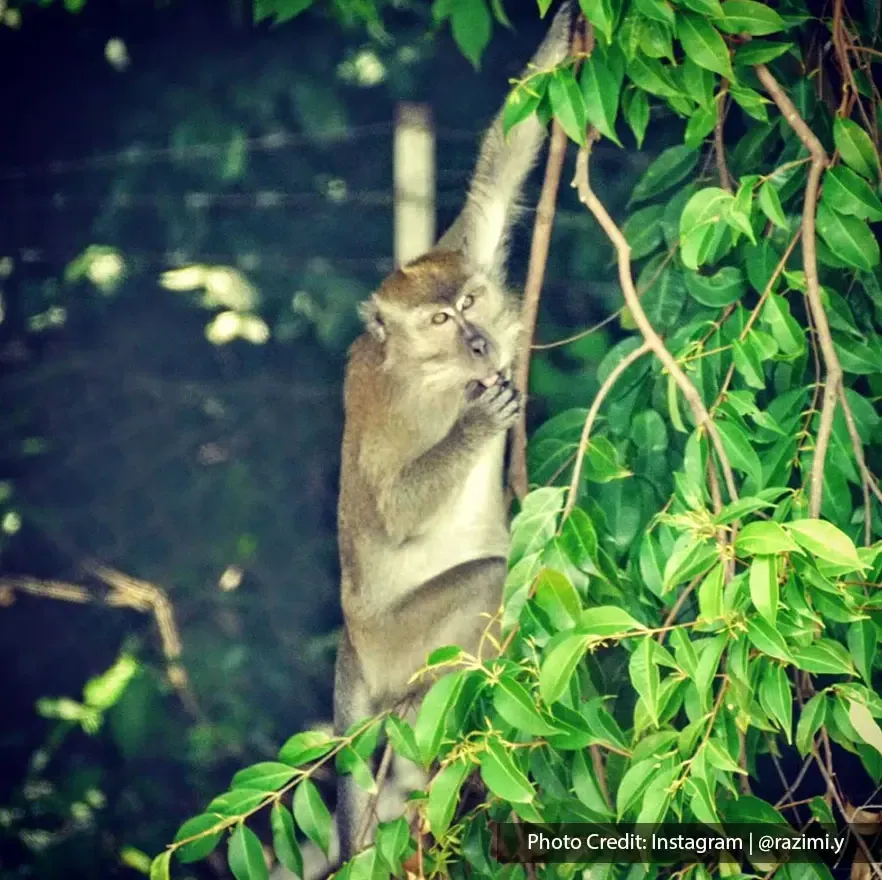 Seekor monyet bergantung pada dahan pokok sambil memegang makanan - Lexis Hibiscus Port Dickson