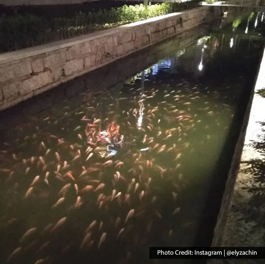 Night view of koi fish swimming in the canal at Sia Boey Urban Archaeological Park.
