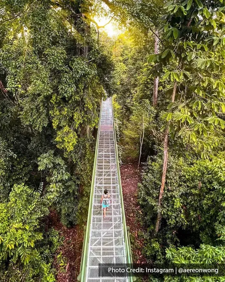 Borneo Rainforest is one of the must-visit destination for nature lovers - Lexis Hibiscus