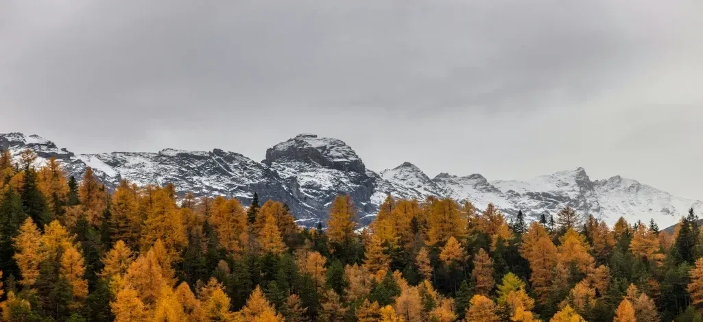Golden autumn larch forest below snow-covered mountain peaks.