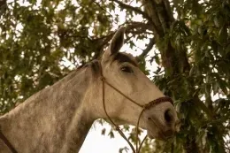 Close-up of a light gray horse wearing a rope halter beneath leafy trees near Unika Hotels, one of the best hotels in Bogota