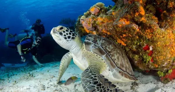 A Diver in the Great Barrier Reef observes a turtle near the coral