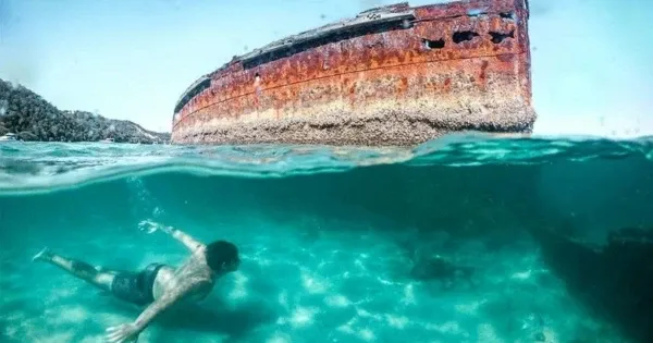 A man snorkels next to a shipwreck at Moreton Island