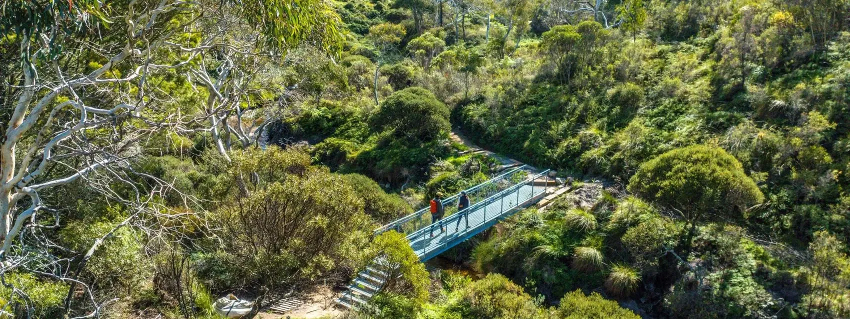 People walking on a bridge above lush greenery at Blue Mountains Walking Tracks.