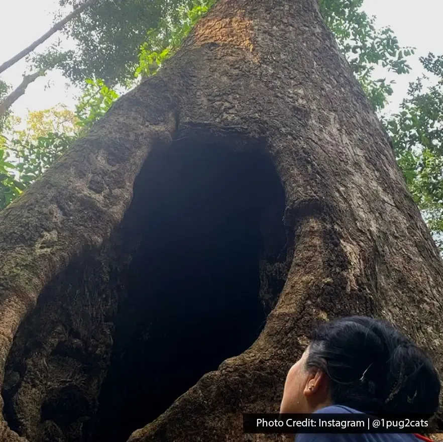 Tallest tree in Negeri Sembilan