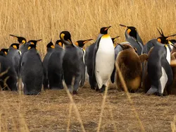 Parque Pingüino Rey