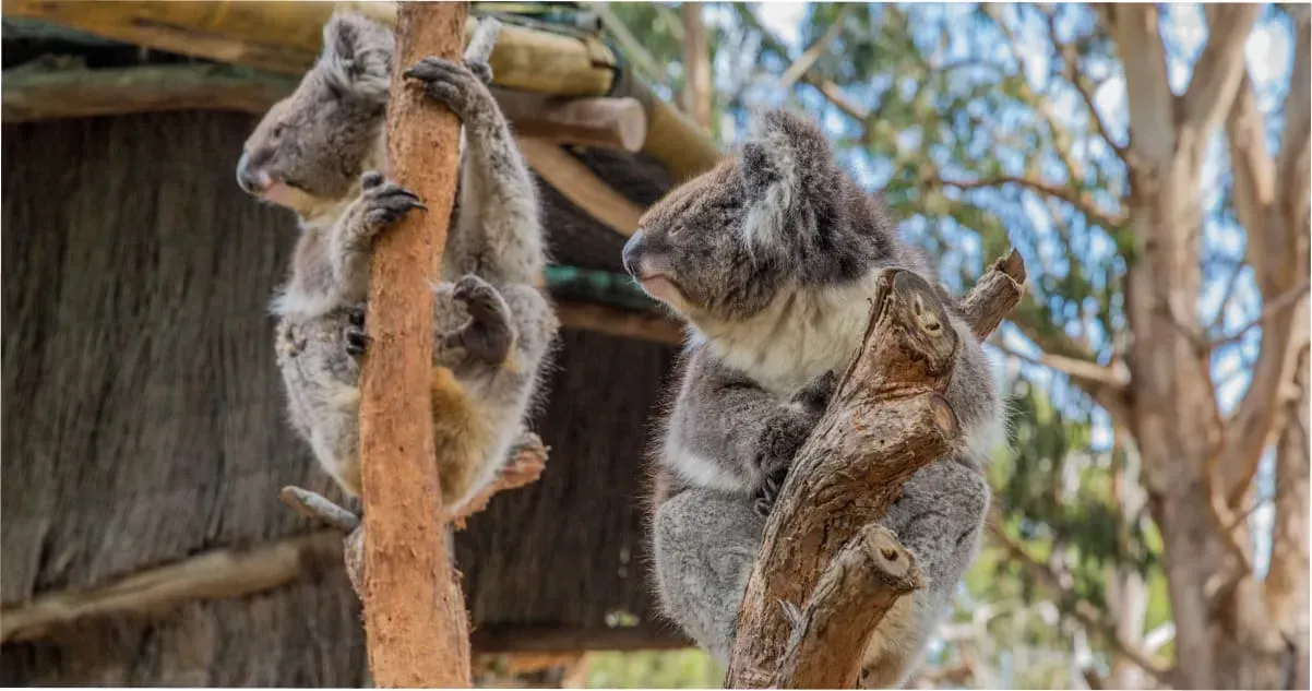 Koalas in trees at Cleland Wildlife Park in the Adelaide Hills