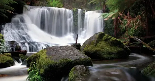 Horseshoe Falls cascading over mossy boulders in Mount Field National Park, Tasmania