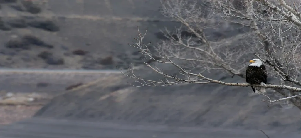 A bald eagle spotted on a branch of a tree outside of Canmore.